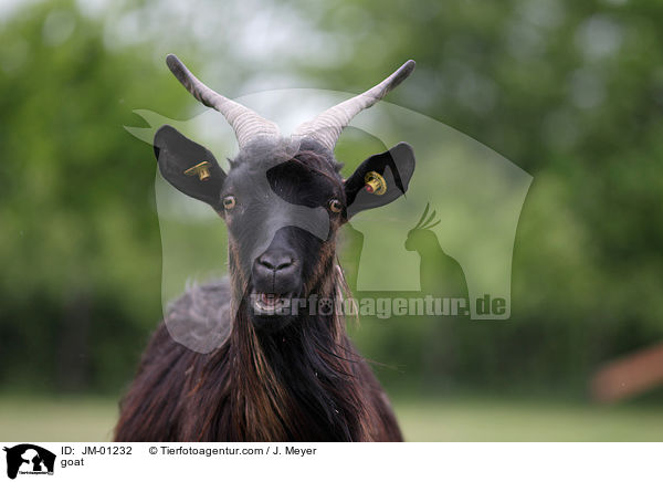 goat / JM-01232