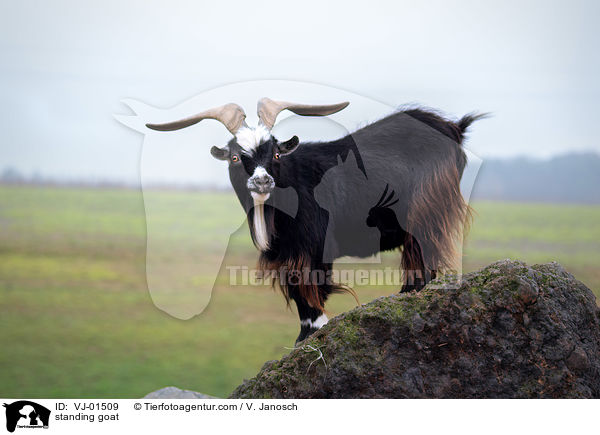 standing goat / VJ-01509