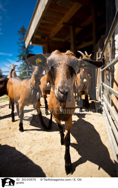 goats / SO-03575