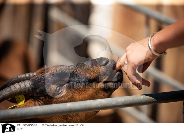 goat / SO-03588