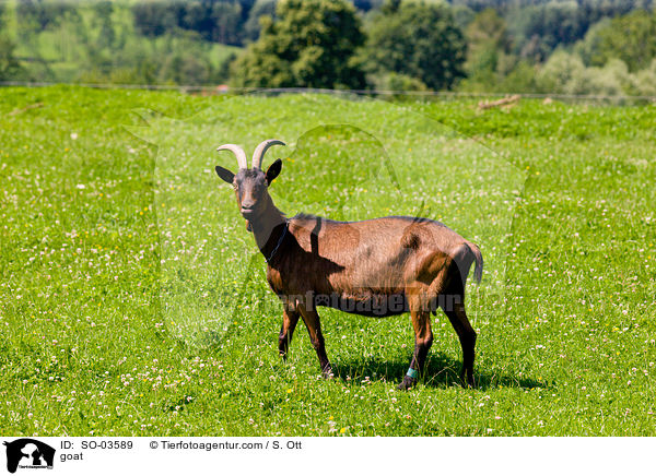 goat / SO-03589