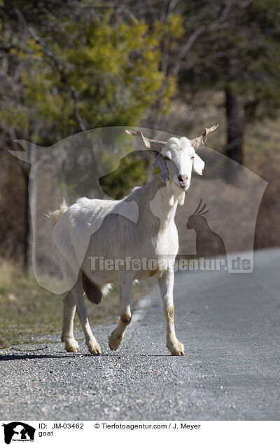 goat / JM-03462