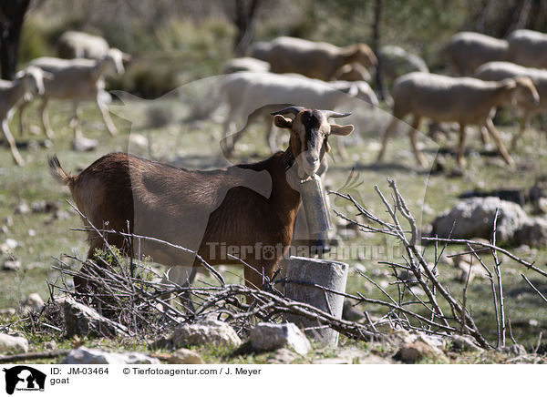 goat / JM-03464