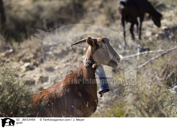 goat / JM-03466