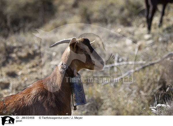 goat / JM-03468