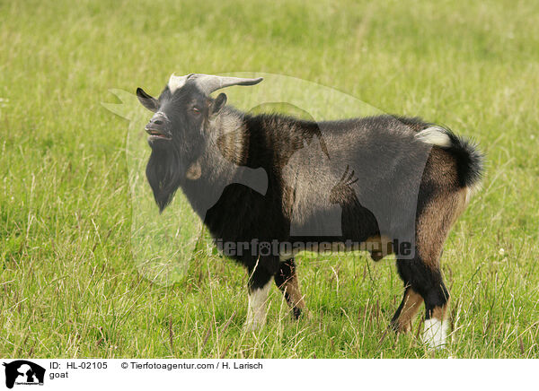 Ziege / goat / HL-02105