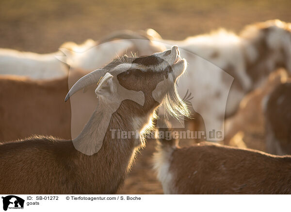Ziegen / goats / SB-01272