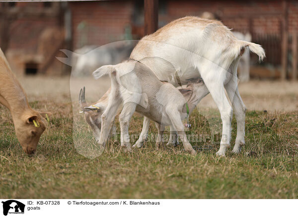 goats / KB-07328