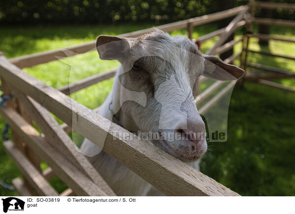 goat / SO-03819