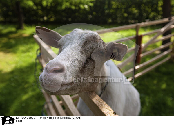 goat / SO-03820