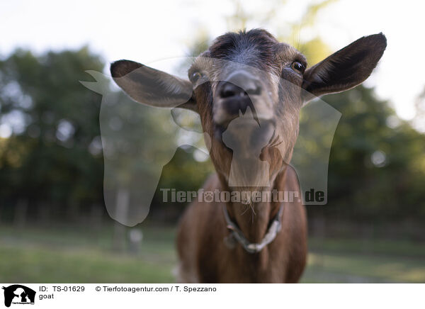 goat / TS-01629