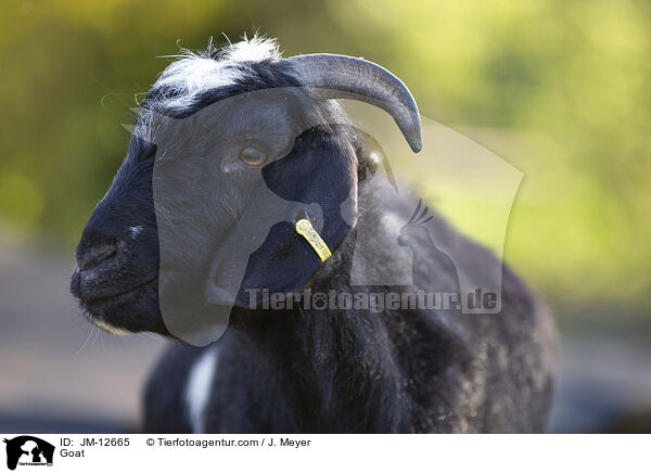 Goat / JM-12665
