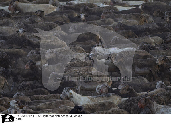 Herde / herd / JM-12961