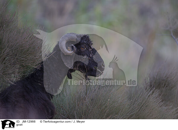 Ziege / goat / JM-12966