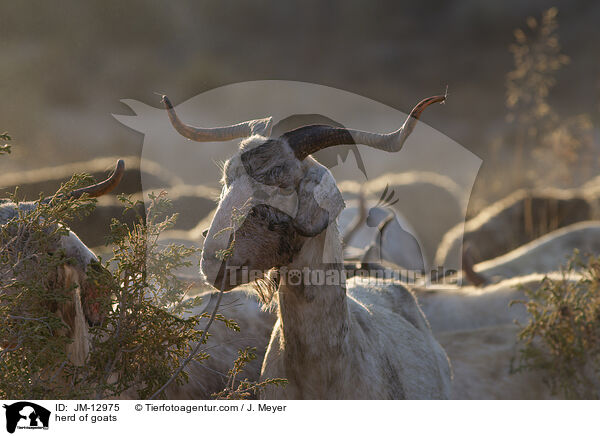 Ziegenherde / herd of goats / JM-12975