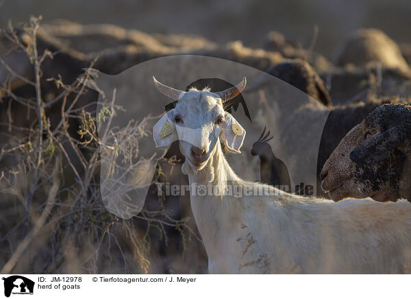 Ziegenherde / herd of goats / JM-12978