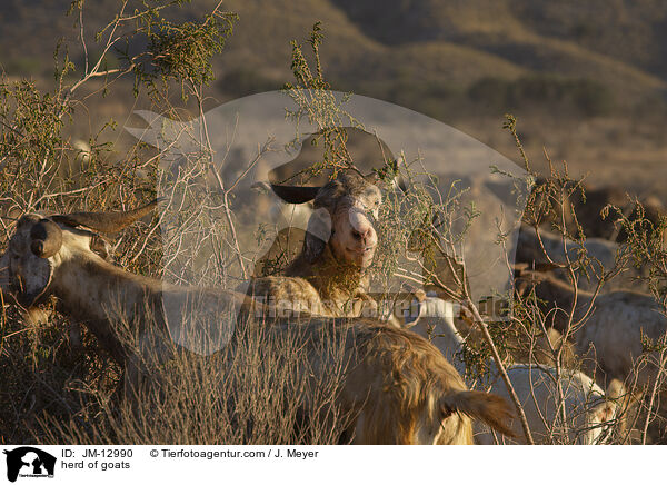 herd of goats / JM-12990