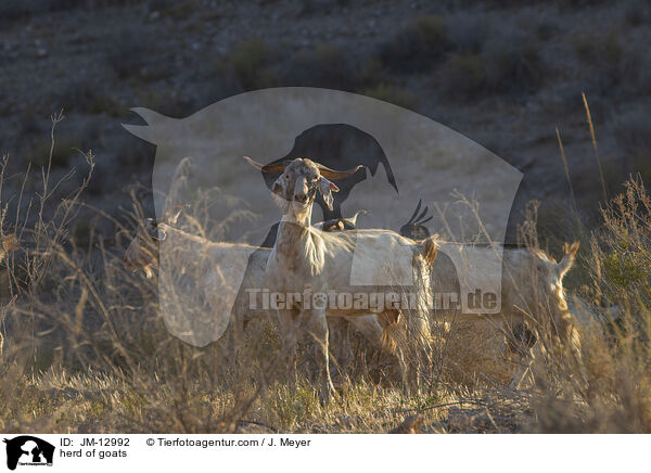 Ziegenherde / herd of goats / JM-12992