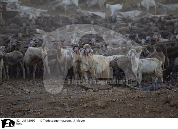 Herde / herd / JM-12995