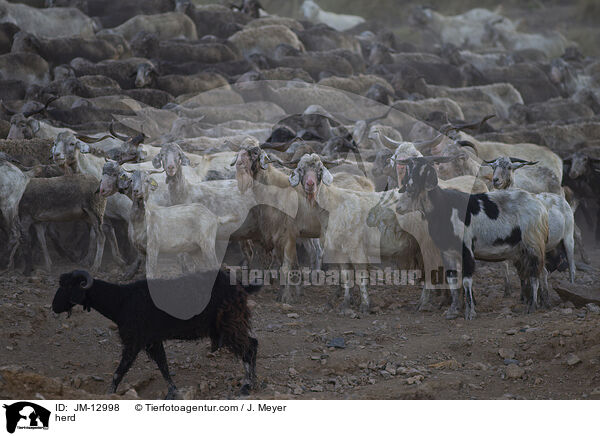herd / JM-12998