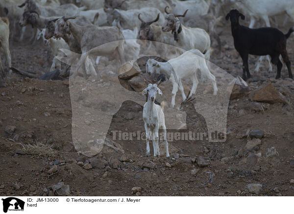 herd / JM-13000