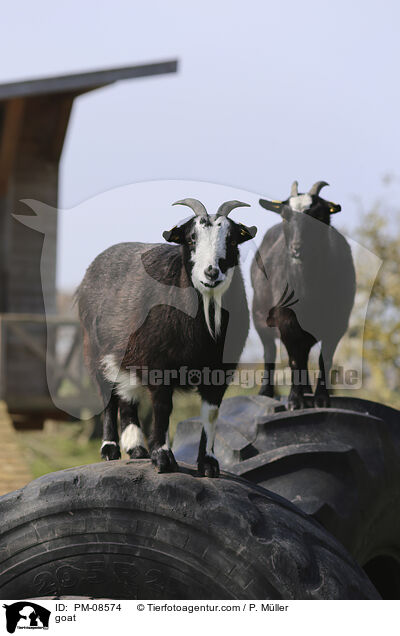 Ziege / goat / PM-08574