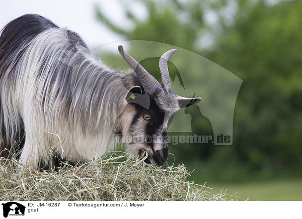Ziege / goat / JM-16287