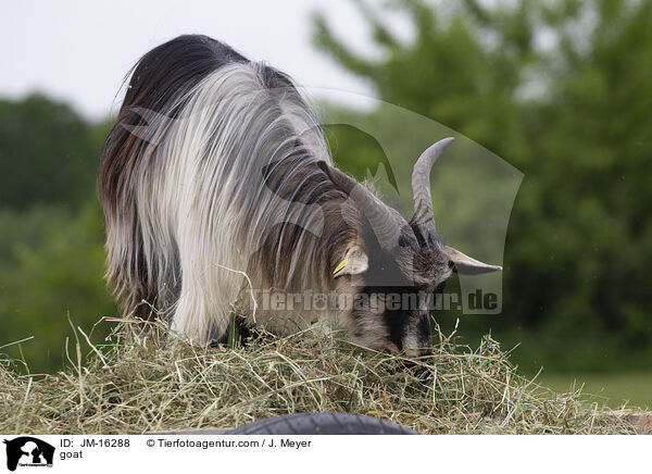 goat / JM-16288