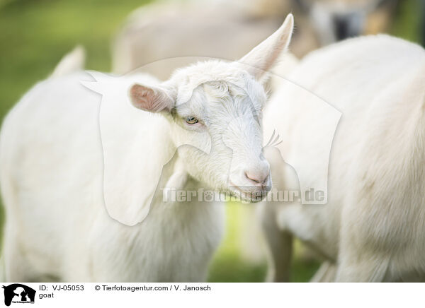 Ziege / goat / VJ-05053