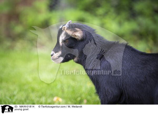 young goat / MAW-01814