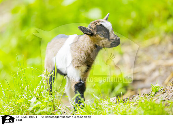 goat / DMS-10924