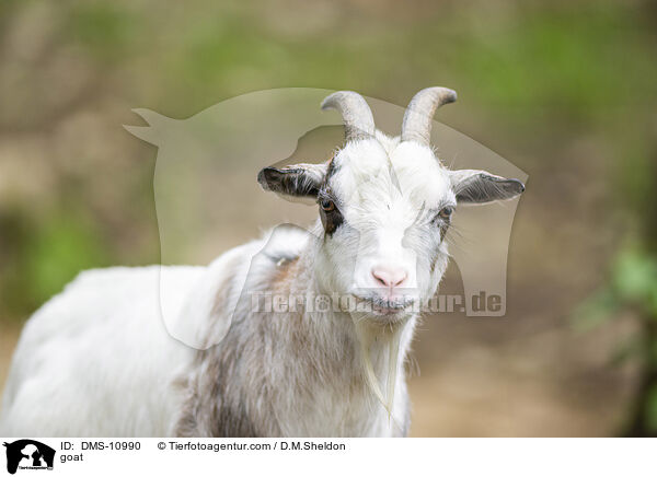 goat / DMS-10990