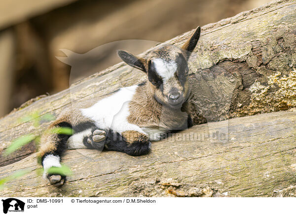 goat / DMS-10991