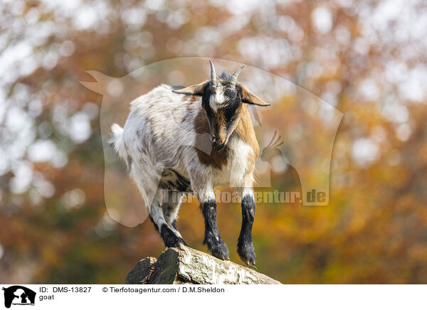 Ziege / goat / DMS-13827