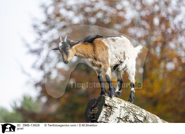 Ziege / goat / DMS-13828