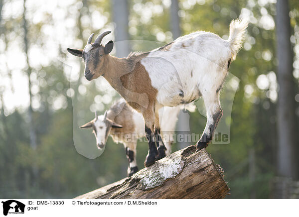 Ziege / goat / DMS-13830