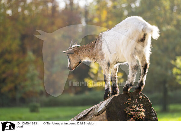Ziege / goat / DMS-13831