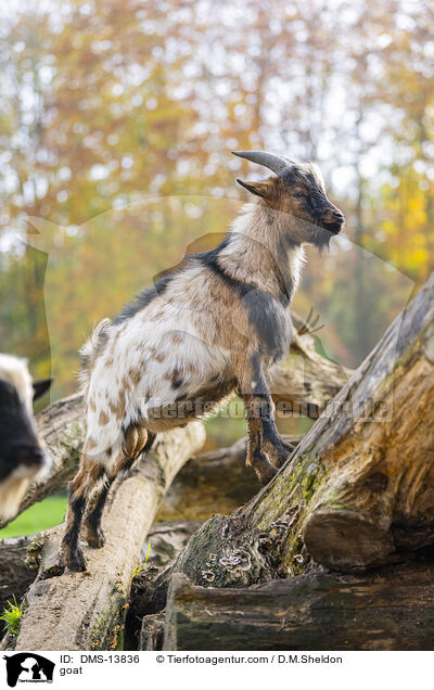 Ziege / goat / DMS-13836