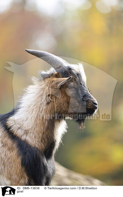 Ziege / goat / DMS-13838