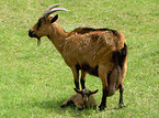 goat & kid