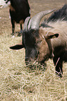 goat eats hay