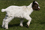 domestic goat