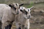young goats