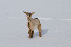 young goat
