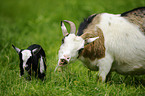 goats