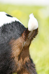 kid tail