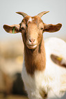 goat