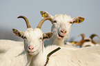 goats