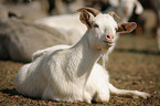 goat