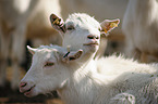 goats